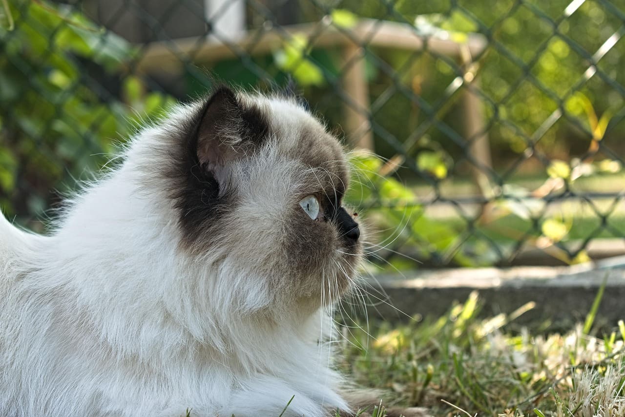 cat himalayan persian